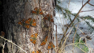 На Таганае рекордно рано проснулись бабочки и распустилась верба