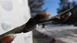 На Таганае рекордно рано проснулись бабочки и распустилась верба