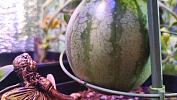 Жительница Челябинской области вырастила арбуз на подоконнике зимой