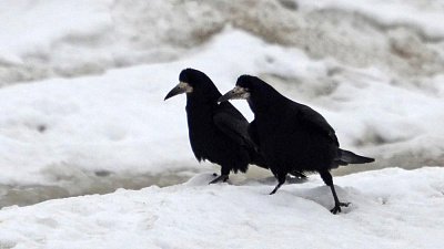 На Аркаим прилетели первые грачи