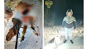 Браконьер из Копейска застрелил косулю и пытался спрятать улики в снегу