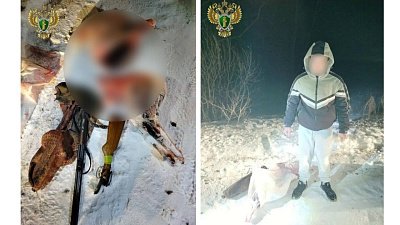 Браконьер из Копейска застрелил косулю и пытался спрятать улики в снегу