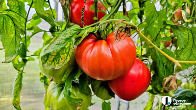 Как подготовить семена томатов к посадке