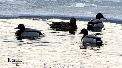 Аномальное тепло до +13 ждут в Челябинской области 18 марта
