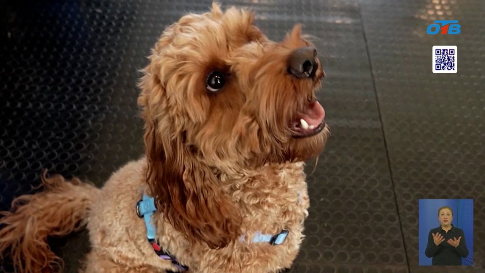 Кинологи выступают против электроошейников