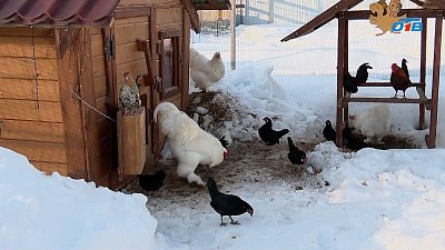 На Южном Урале набирает популярность экскурсия по «Птичьему хутору»
