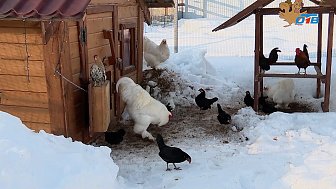 На Южном Урале набирает популярность экскурсия по «Птичьему хутору»