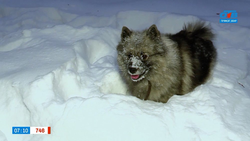 Вольфшпиц в рубрике «Усы, лапы и хвост»