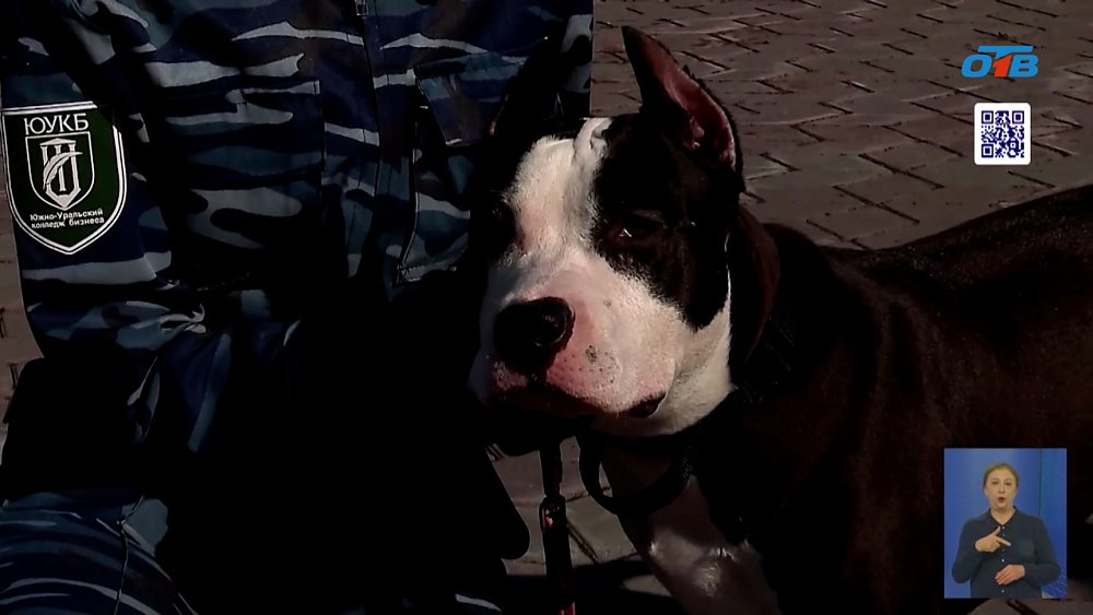 В Челябинске будущие кинологи готовятся к сдаче экзаменов