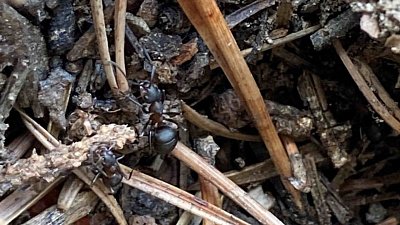 В Челябинской области муравьи проснулись на две недели раньше обычного