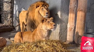 «Запахло весной»: львы вышли в уличный вольер в Челябинском зоопарке