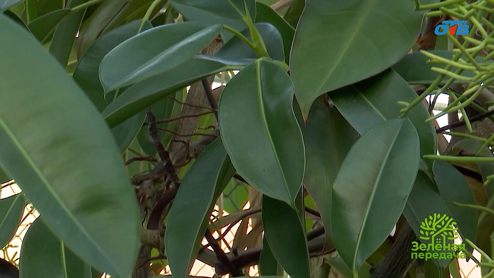 Подбор растений для офисного пространства