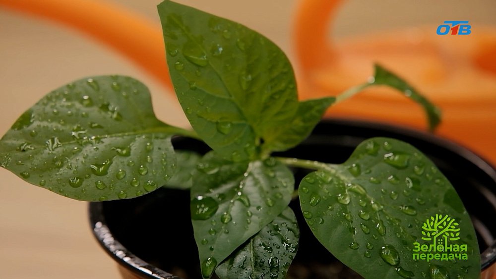 Ключевые питательные вещества для растений