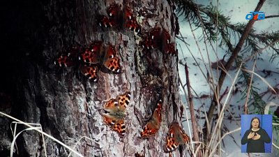 В нацпарке «Таганай» просыпаются бабочки