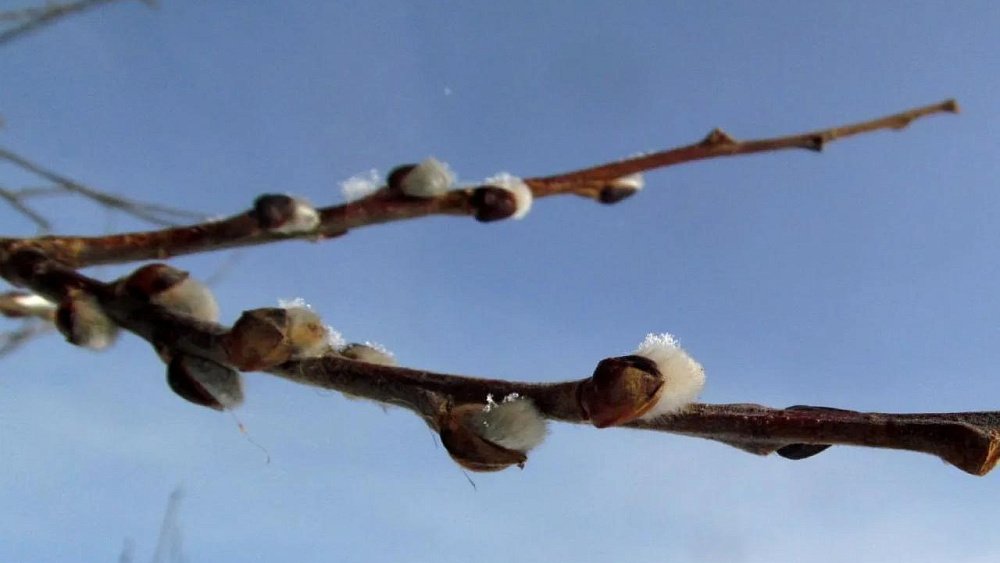 «Заячьи хвостики» вербы заметили в нацпарке «Зигальга»