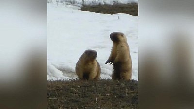 На юге Челябинской области проснулись сурки