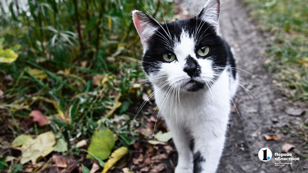 Как защитить кошек и собак от клещей весной‑2026