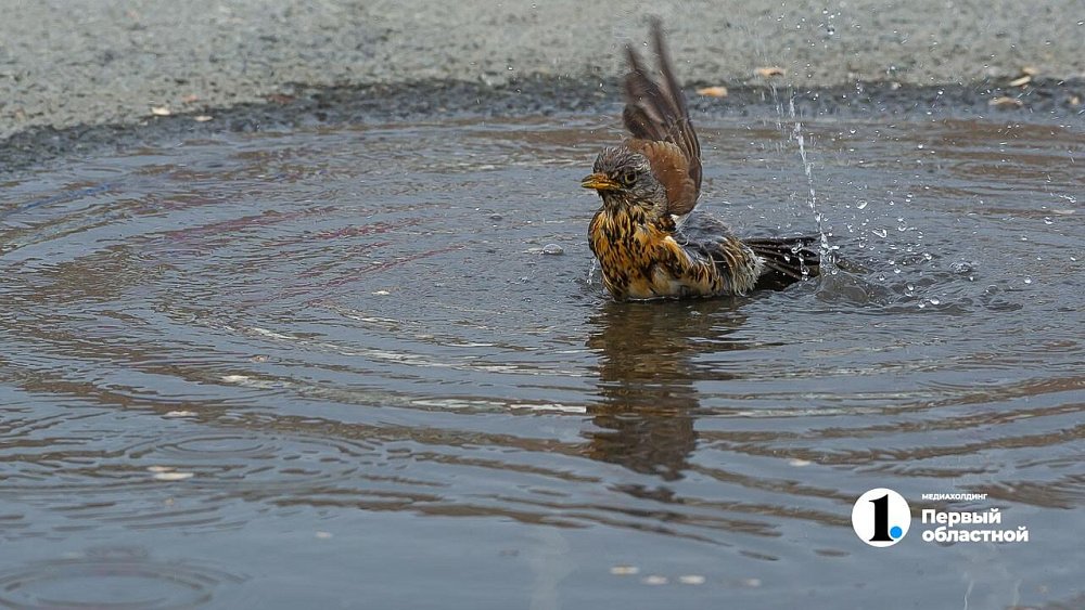 Глава Челябинского Гидрометцентра объяснил разницу между метеорологом и синоптиком