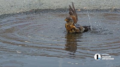 Глава Челябинского Гидрометцентра объяснил разницу между метеорологом и синоптиком