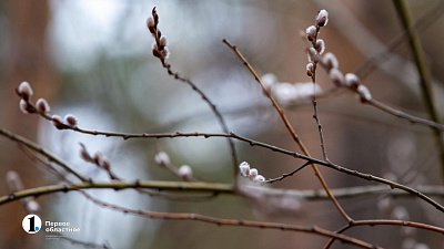В Челябинской области на деревьях набухли почки