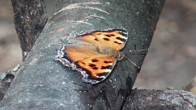 На Таганае зафиксировали самое раннее пробуждение природы за всю историю