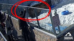 В челябинском зоопарке посетитель накормил белого медведя колбасой в упаковке
