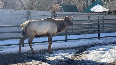 В челябинском зоопарке марал Горыныч сбросил рога