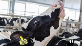 Фермеров Челябинской области оштрафовали за нарушение ветеринарных правил