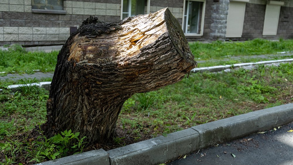 На северо-западе Челябинска снесут аварийные деревья
