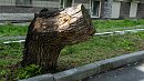 На северо-западе Челябинска снесут аварийные деревья