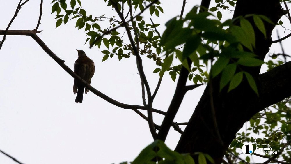 Жители Челябинской области заметили свиристелей — предвестников весны