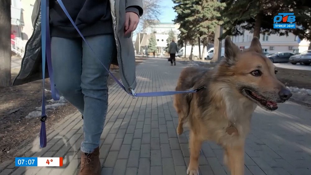 Онлайн-сервисы для питомцев в рубрике «Усы, лапы и хвост»