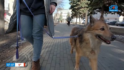 Онлайн-сервисы для питомцев в рубрике «Усы, лапы и хвост»