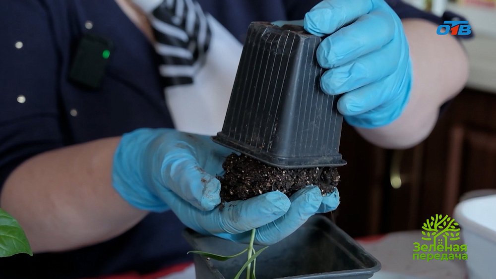 Пикировка рассады: метод перевалки для здорового роста