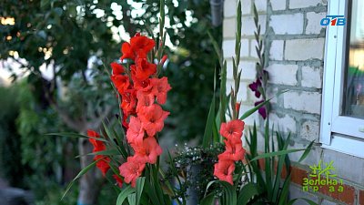 Успех цветения гладиолусов напрямую зависит от качества отобранных луковиц