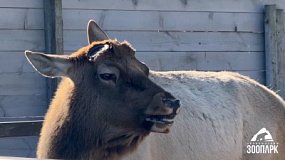 В челябинском зоопарке алтайский марал сбросил рога ровно по графику