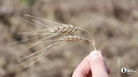 В Челябинской области ветераны СВО получат гранты на развитие фермерского хозяйства