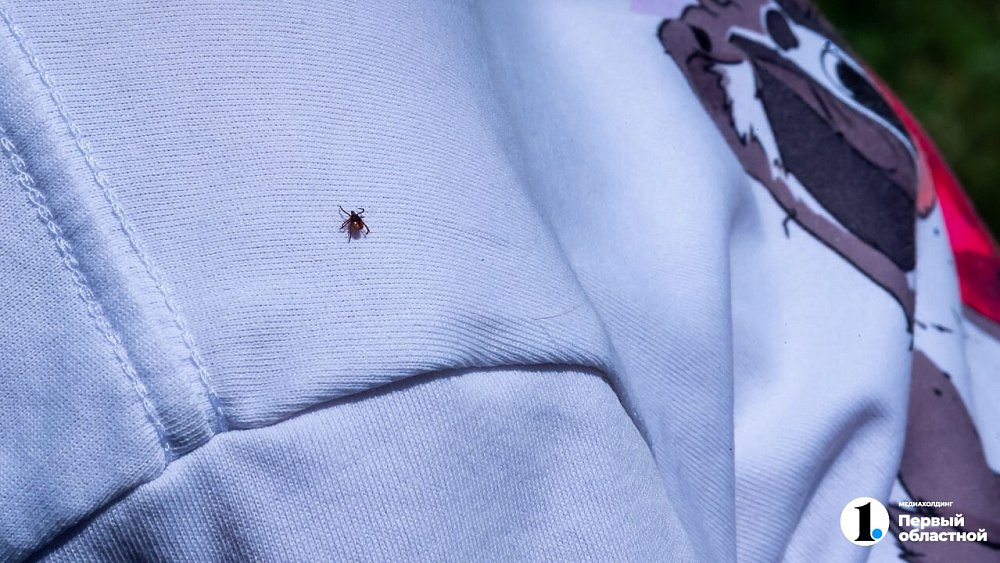 В России начали фиксировать первые укусы клеща в марте‑2026