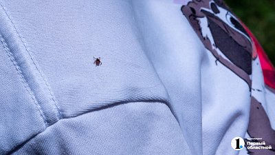 В России начали фиксировать первые укусы клеща в марте‑2026