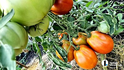 Почему не всходят томаты весной‑2026