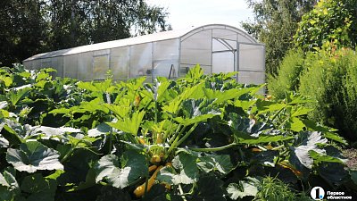В теплицах Челябинской области ищут опасных вредителей