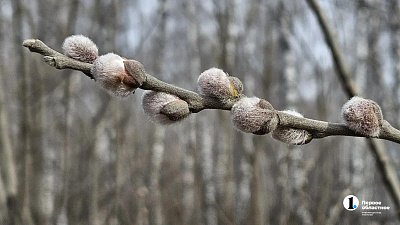 Летние +20 задержатся в Челябинской области до конца марта