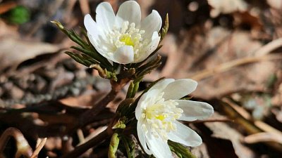 Комары проснулись на 24 дня раньше обычного срока на Таганае