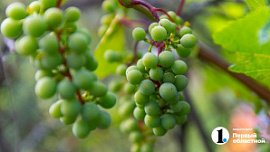 Россельхознадзор не пустил в Челябинскую область 16 тонн винограда