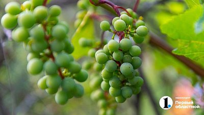 Россельхознадзор не пустил в Челябинскую область 16 тонн винограда