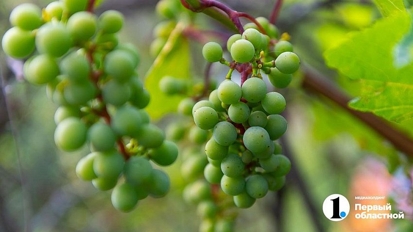 Россельхознадзор не пустил в Челябинскую область 16 тонн винограда