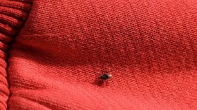 В Челябинской области проснулись клещи