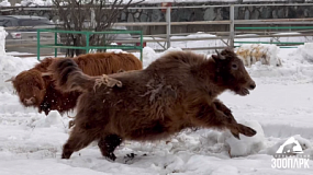 Челябинский зоопарк показал пробежку домашнего яка