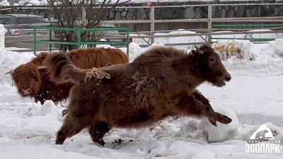 Челябинский зоопарк показал пробежку домашнего яка