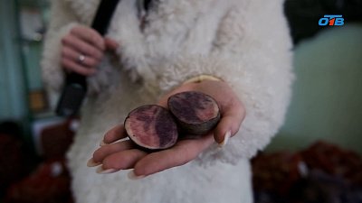 Как южноуральцам найти хорошие саженцы